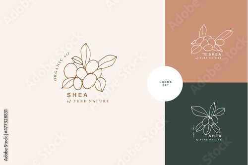 Vector illustration shea branch - vintage engraved style. Logo composition in retro botanical style.