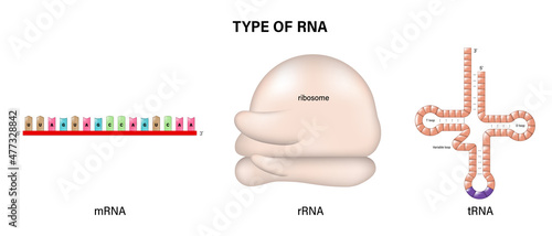 Types of RNA. Messenger RNA (mRNA), transport RNA (tRNA) and ribosomal RNA (rRNA). photo