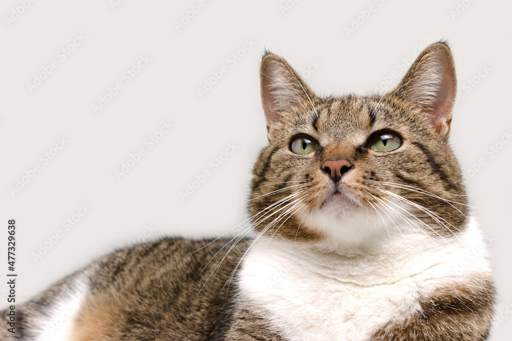Shorthair domestic tabby cat lying in front of gray background and looking up. Place for text. Selective focus.