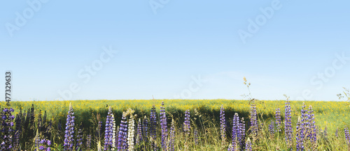 Banner with green wild field with purple lupine flowers. Summer landscape composition.