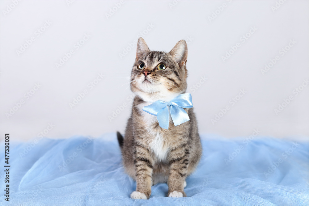 Gray kitten with a blue bow sitting on a blue background. Close up portrait of a cute kitten. Gray Cat with green eyes posing for the camera. Pet care .Tabby. Cat on a light background. Pets