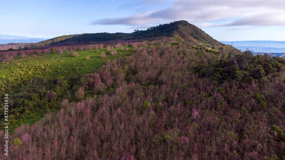 aerial view from drone Beautiful pink sakura Flower at phu lom lo Loei, Thailand. Mountain is covered with a pink sakura blossom, beautiful pink flowers and blue sky. Wild Himalayan Cherry. aerial view from drone Beautiful pink sakura Flower at phu lom lo Loei, Thailand. Mountain is covered with a pink sakura blossom, beautiful pink flowers and blue sky. Wild Himalayan Cherry.