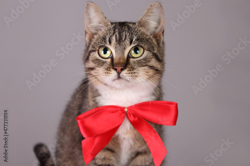 Beautiful gray cat with a red bow tie sitting. Close up of a Cat with green eyes. Tabby. Pets. Kitten sitting and posing at the camera. Care for animals. Vertical photo. Cute kitten