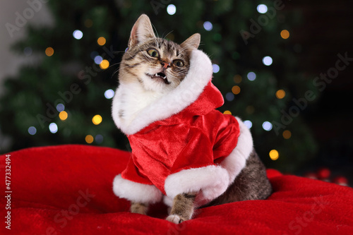Christmas cat. Portrait striped kitten with Christmas lights garland on festive red background. Copy space. Kitty looking at camera.Cat in the costume of Santa Claus. Christmas holiday concept. Tabby