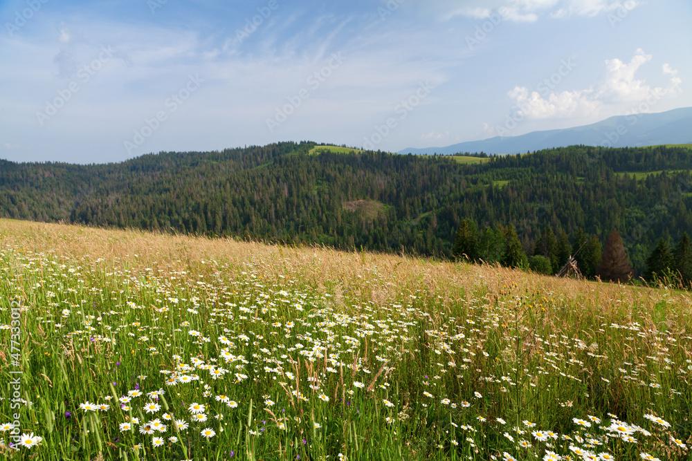 White chamomile meadow on high mountain meadow, view of mountain ranges. Ukraine, carpathians.