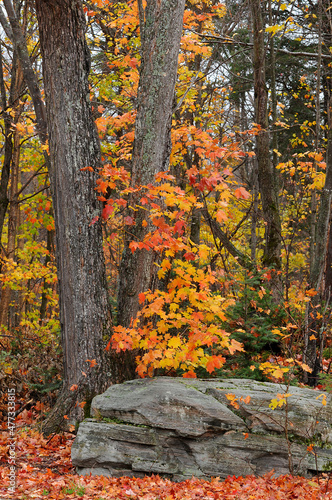 Maple tree and rock autumn in the forest