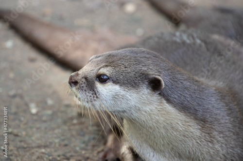Close up Asian Small-Clawed Otter © foreverhappy