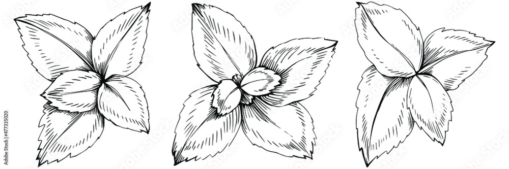Mint vector isolated. Herbal engraved style illustration. Detailed organic product sketch. The best for design logo, menu, label, icon, stamp. Mint vector isolated. Herbal engraved style illustration. Detailed organic product sketch. The best for design logo, menu, label, icon, stamp.