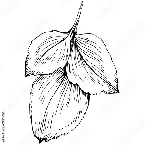 Mint vector isolated. Herbal engraved style illustration. Detailed organic product sketch. The best for design logo, menu, label, icon, stamp.