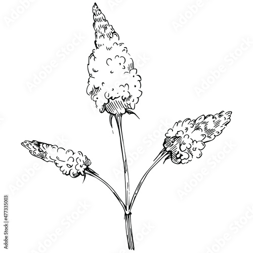 Mint vector isolated. Herbal engraved style illustration. Detailed organic product sketch. The best for design logo, menu, label, icon, stamp.