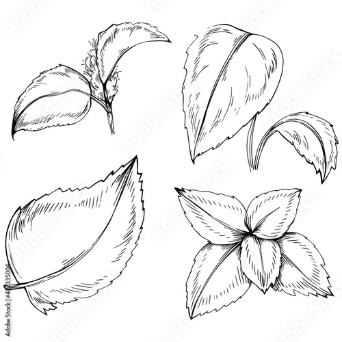 Mint vector isolated. Herbal engraved style illustration. Detailed organic product sketch. The best for design logo, menu, label, icon, stamp.