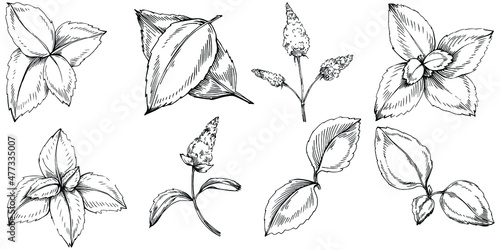Mint vector isolated. Herbal engraved style illustration. Detailed organic product sketch. The best for design logo, menu, label, icon, stamp.