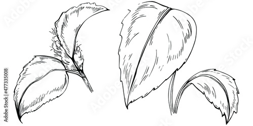 Mint vector isolated. Herbal engraved style illustration. Detailed organic product sketch. The best for design logo, menu, label, icon, stamp.