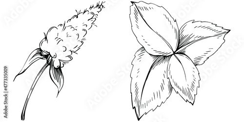 Mint vector isolated. Herbal engraved style illustration. Detailed organic product sketch. The best for design logo, menu, label, icon, stamp.