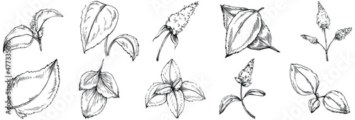 Mint vector isolated. Herbal engraved style illustration. Detailed organic product sketch. The best for design logo, menu, label, icon, stamp.