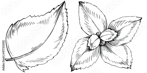 Mint vector isolated. Herbal engraved style illustration. Detailed organic product sketch. The best for design logo, menu, label, icon, stamp.