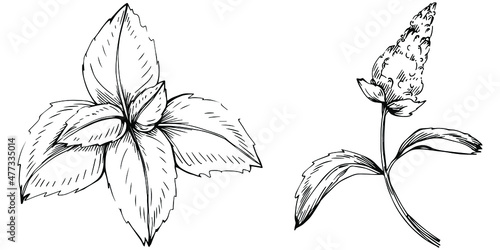 Mint vector isolated. Herbal engraved style illustration. Detailed organic product sketch. The best for design logo, menu, label, icon, stamp.