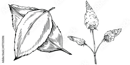 Mint vector isolated. Herbal engraved style illustration. Detailed organic product sketch. The best for design logo, menu, label, icon, stamp.