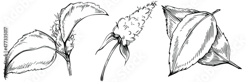 Mint vector isolated. Herbal engraved style illustration. Detailed organic product sketch. The best for design logo, menu, label, icon, stamp.