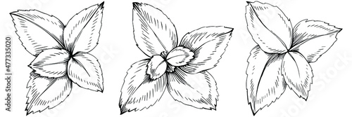 Mint vector isolated. Herbal engraved style illustration. Detailed organic product sketch. The best for design logo, menu, label, icon, stamp.