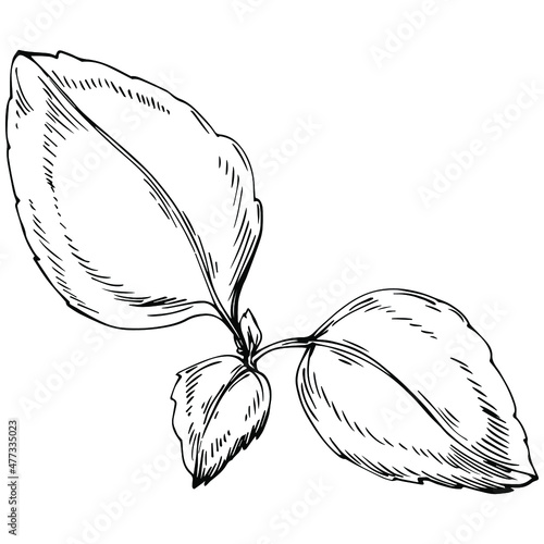 Mint vector isolated. Herbal engraved style illustration. Detailed organic product sketch. The best for design logo, menu, label, icon, stamp.