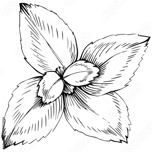 Mint vector isolated. Herbal engraved style illustration. Detailed organic product sketch. The best for design logo, menu, label, icon, stamp.