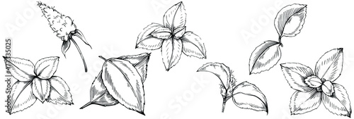 Mint vector isolated. Herbal engraved style illustration. Detailed organic product sketch. The best for design logo, menu, label, icon, stamp.