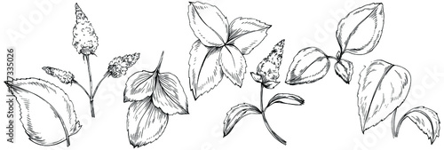 Mint vector isolated. Herbal engraved style illustration. Detailed organic product sketch. The best for design logo, menu, label, icon, stamp.