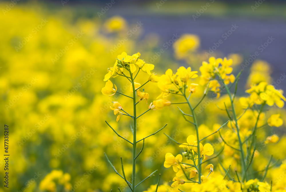Fototapeta premium Blossomed yellow mustard flowers inside of an agricultural farm with selective focus