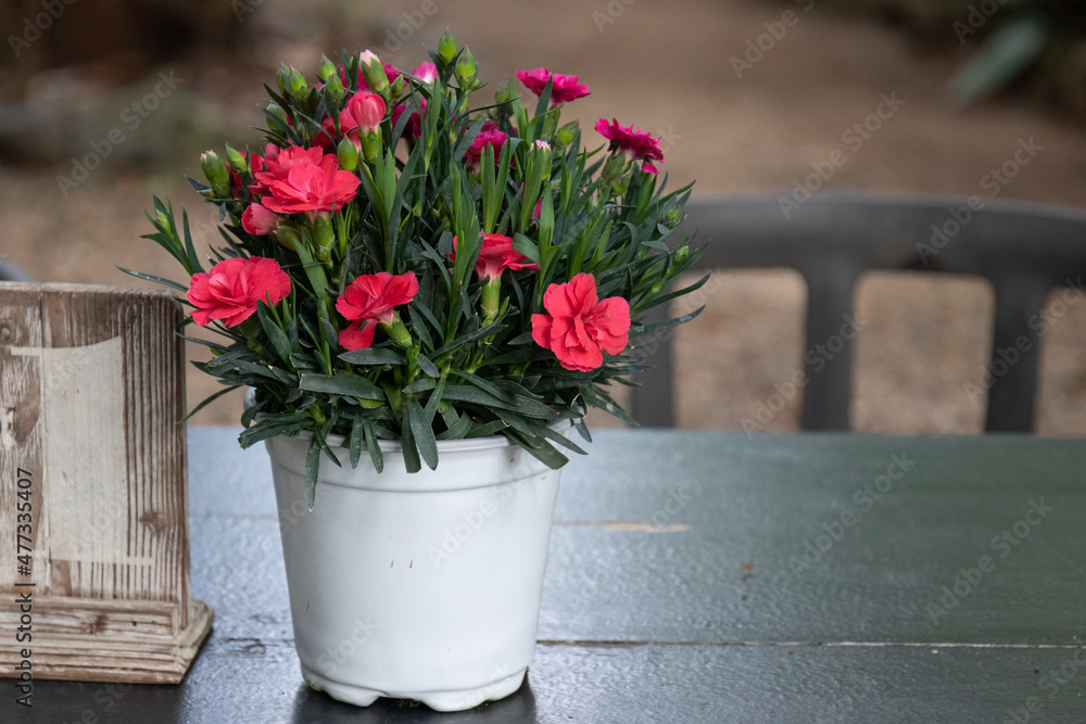 a Bouquet of red flowers in a white bucket on the picnic table a Bouquet of red flowers in a white bucket on the picnic table