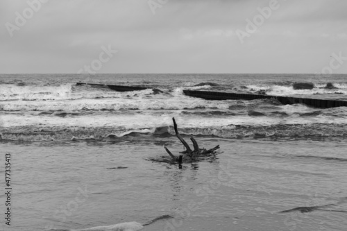 Wallpaper Mural Baltic Sea ,close-up of an isolated tree root on the beach,black and white  Torontodigital.ca