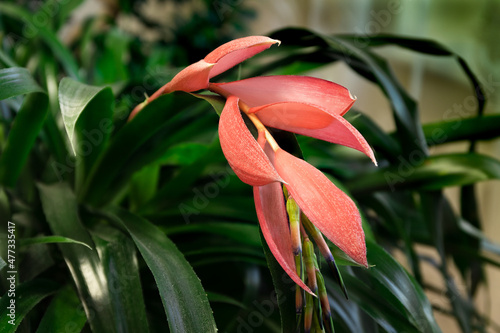 Wallpaper Mural close-up photo of Billbergia nutans a beautiful flower on a natural background Torontodigital.ca