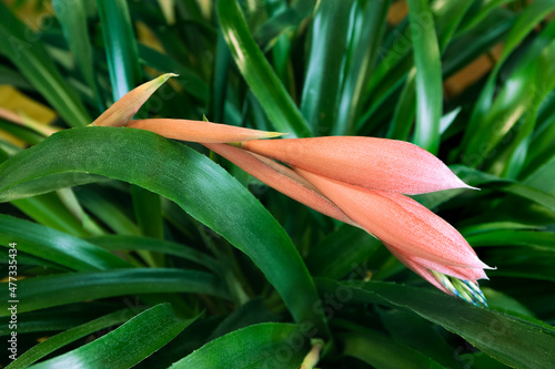 Wallpaper Mural close-up photo of Billbergia nutans a beautiful flower on a natural background Torontodigital.ca