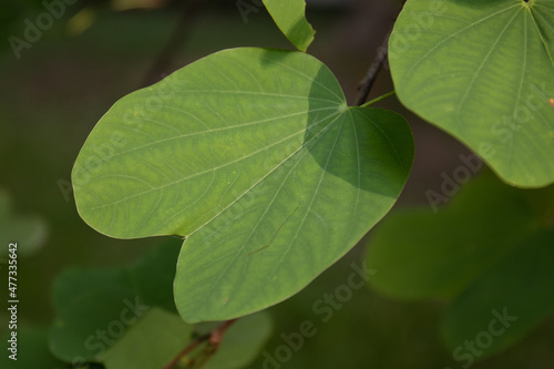 Beauty of Nature, curve of Fresh Green Leaf , showing detail on Texture and Pattern 