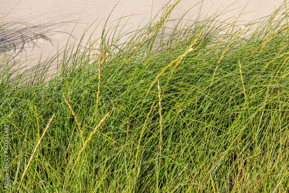 Elymus farctus (chiendent des sables, chiendent piquant) Elymus farctus (chiendent des sables, chiendent piquant)