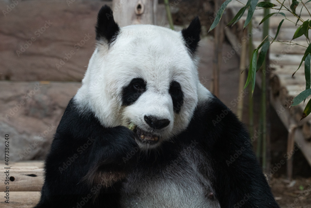 Fototapeta premium giant panda eating bamboo