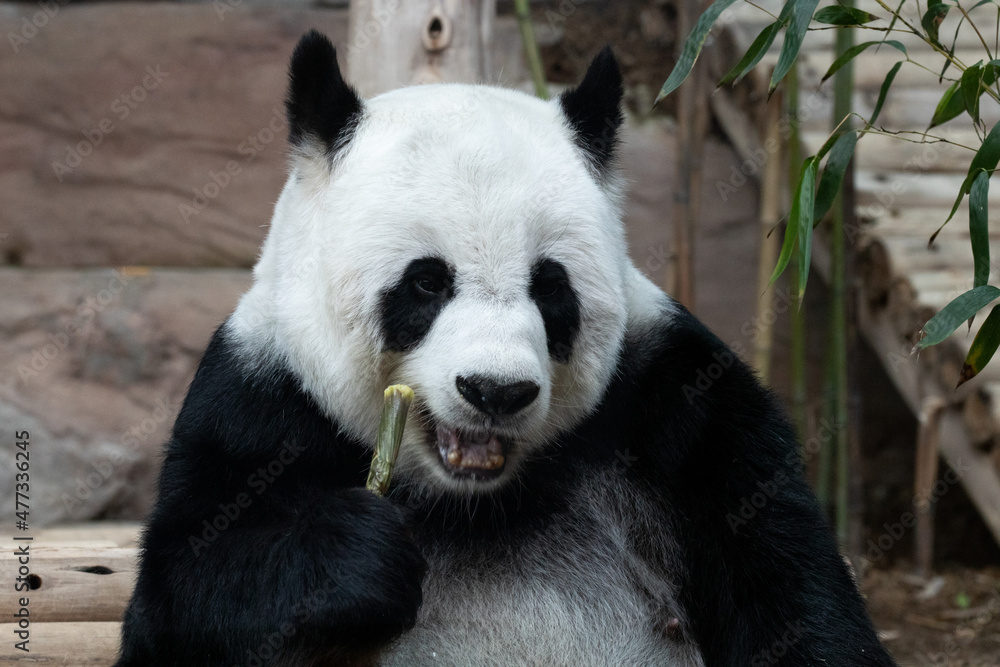 Fluffy Panda Eating Bamboo Shoot Fluffy Panda Eating Bamboo Shoot