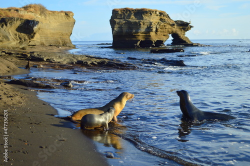 A family of sea lions on a beach in Puerto Egas, Santiago island, Ecuador. photo