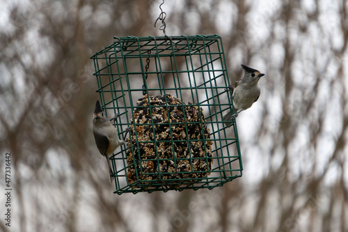 Birds eating from a feeder