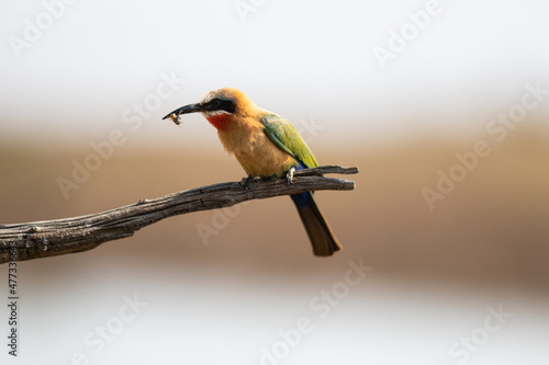 Bee-Eater with be in beck