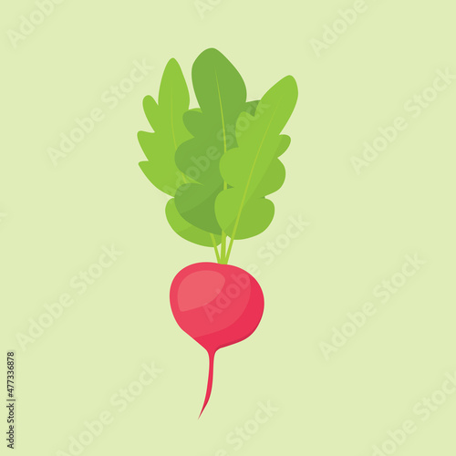 radish vegetable icon -vector illustration