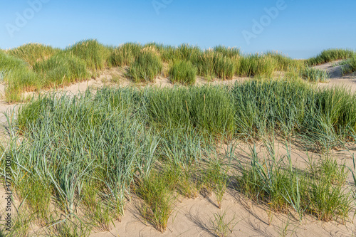 Chiendent des sables (Elymus farctus), élyme des sables (Leymus arenarius ), oyats (Ammophila arenaria)