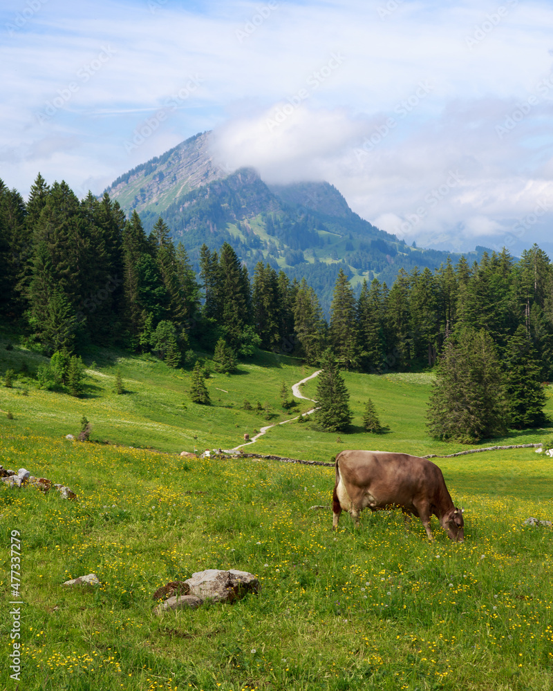 cows in switzerland