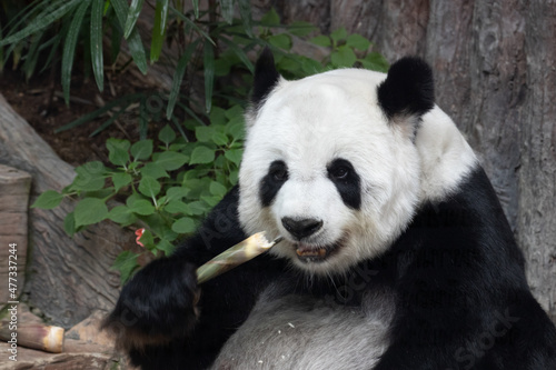 Cute Fluffy Female Panda eating Bamboo