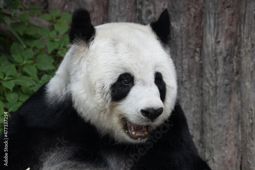 Fototapeta Naklejka Na Ścianę i Meble -  Cute Fluffy Female Panda eating Bamboo
