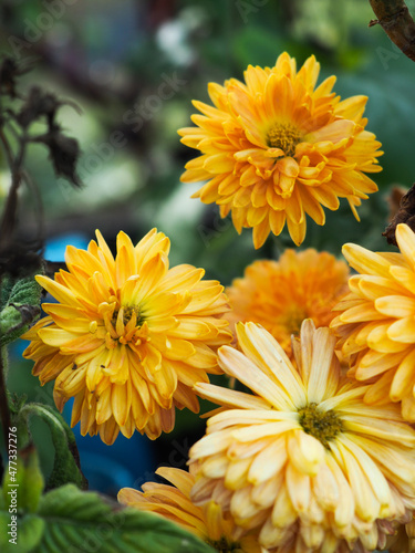 yellow chrysanthemum flowers