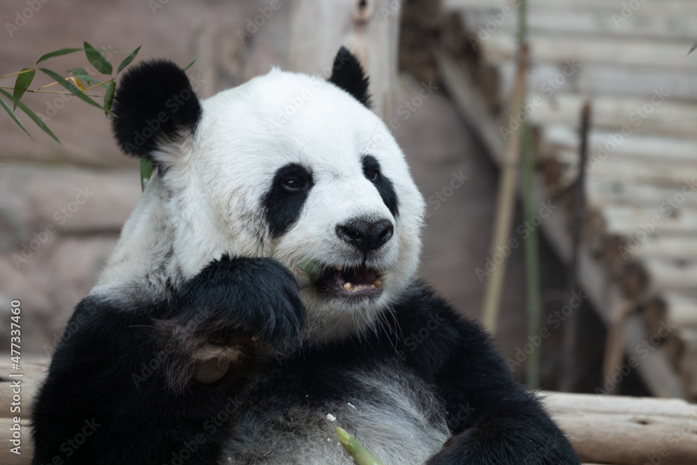 Close up Cute Fluffy Panda in Thailand