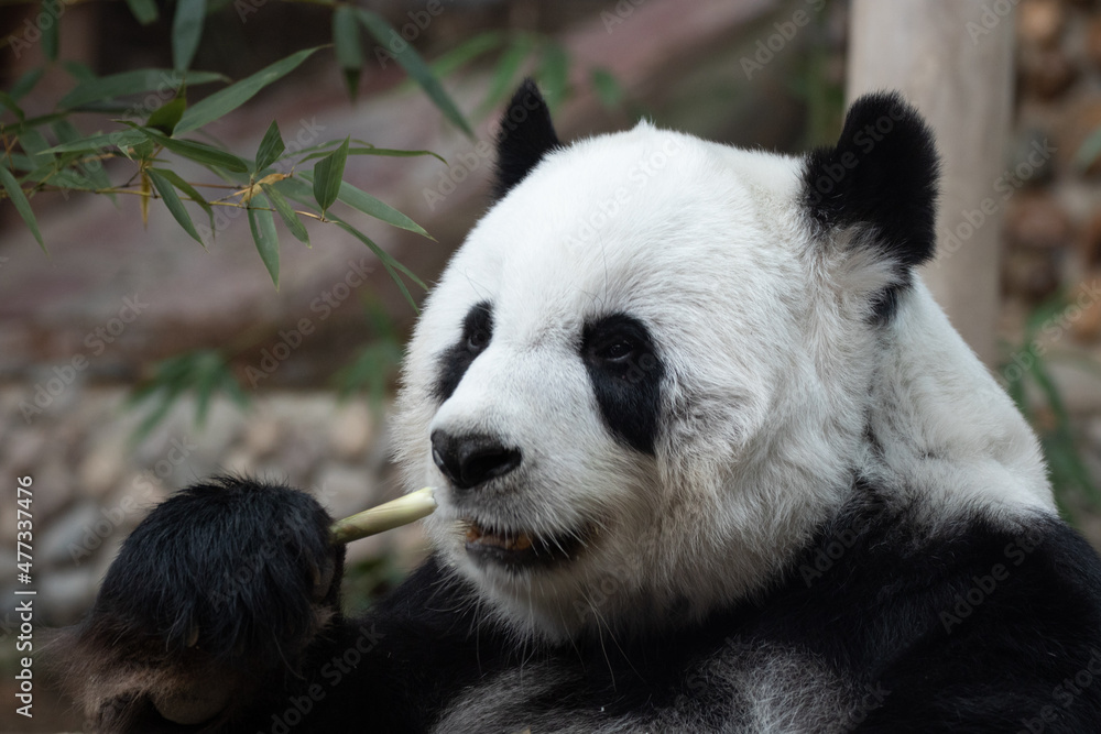 Obraz premium Fluffy Panda Eating Bamboo Shoot