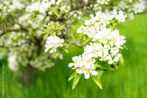 Pear tree blossom in spring garden with green grass.
