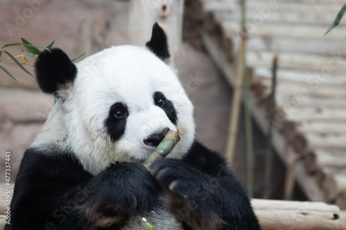 close up panda eating bamboo shoot